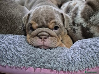 English Bulldog dogs - Advert 7