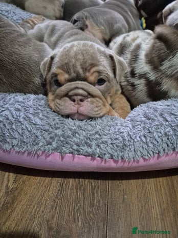 English Bulldog dogs - Advert 15