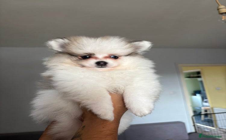Pomeranian dogs - Advert 4