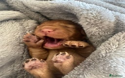 Cockapoo dogs for sale: Rare F1 apricot/ red fox DNA PRCD-PRA clear - Image 10