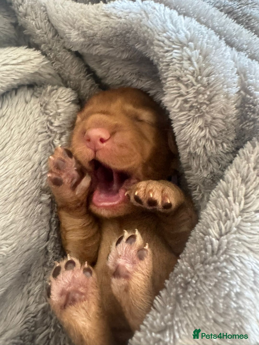 Cockapoo dogs for sale: Rare F1 apricot/ red fox DNA PRCD-PRA clear - Image 10