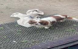 Cavalier King Charles Spaniel dogs for sale: Blenheim cavalier king. Charles girl  - Image 2