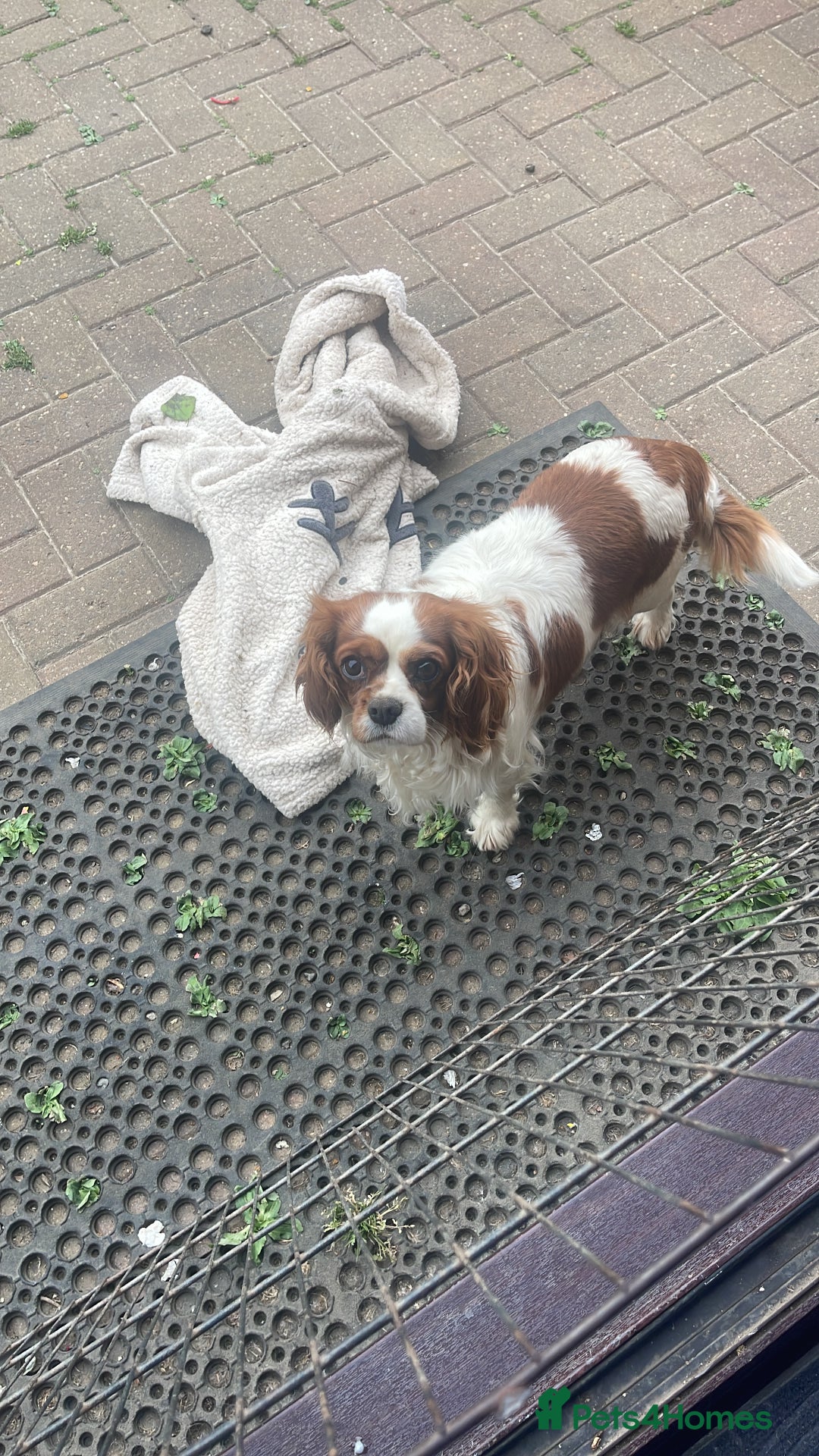 Cavalier King Charles Spaniel dogs for sale: Blenheim cavalier king. Charles girl  - Image 2