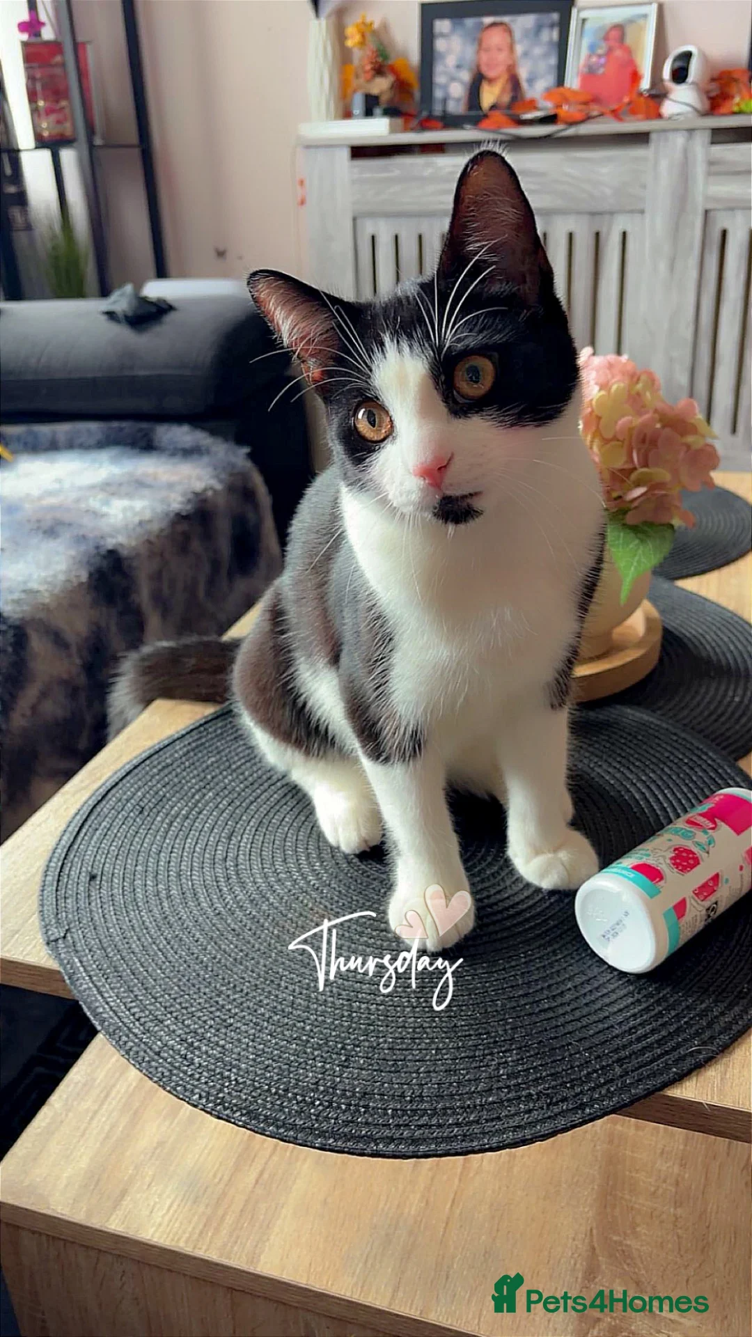 Mixed Breed cats for sale: Little boy for sale  - Advert 2
