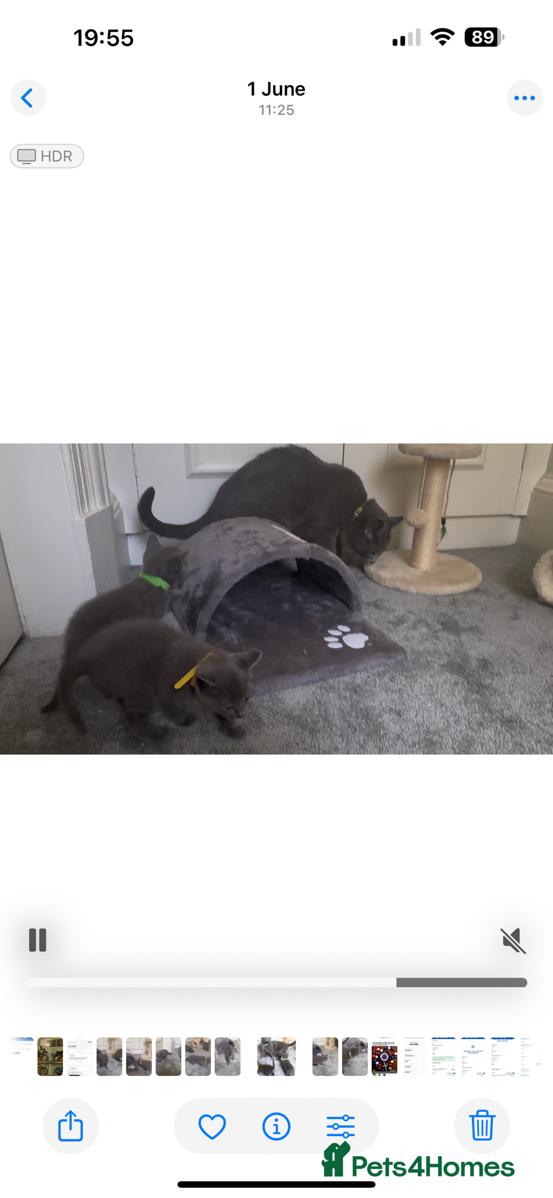 Russian Blue cats for sale: Russian Blue Kittens - Image 29