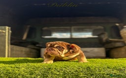English Bulldog dogs for sale: 🔥 THE JACKPOT PUPPIES ARE HERE 🔥 - Image 16