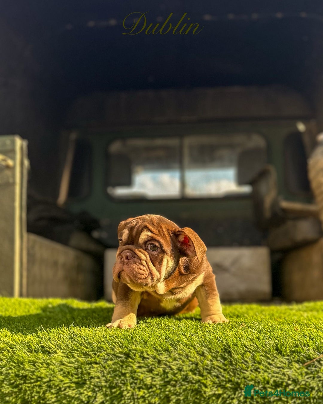 English Bulldog dogs for sale: 🔥 THE JACKPOT PUPPIES ARE HERE 🔥 - Image 16