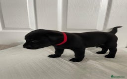 Labrador Retriever dogs for sale: Black Labrador Puppies - Advert 9