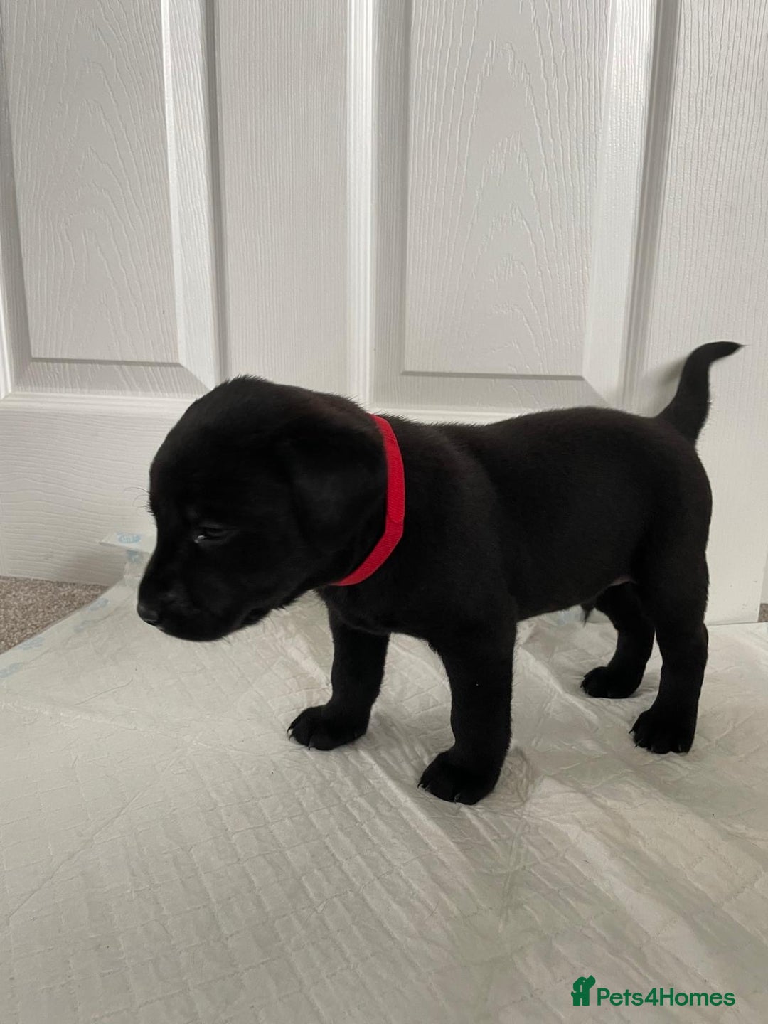 Labrador Retriever dogs for sale: Black Labrador Puppies - Advert 9