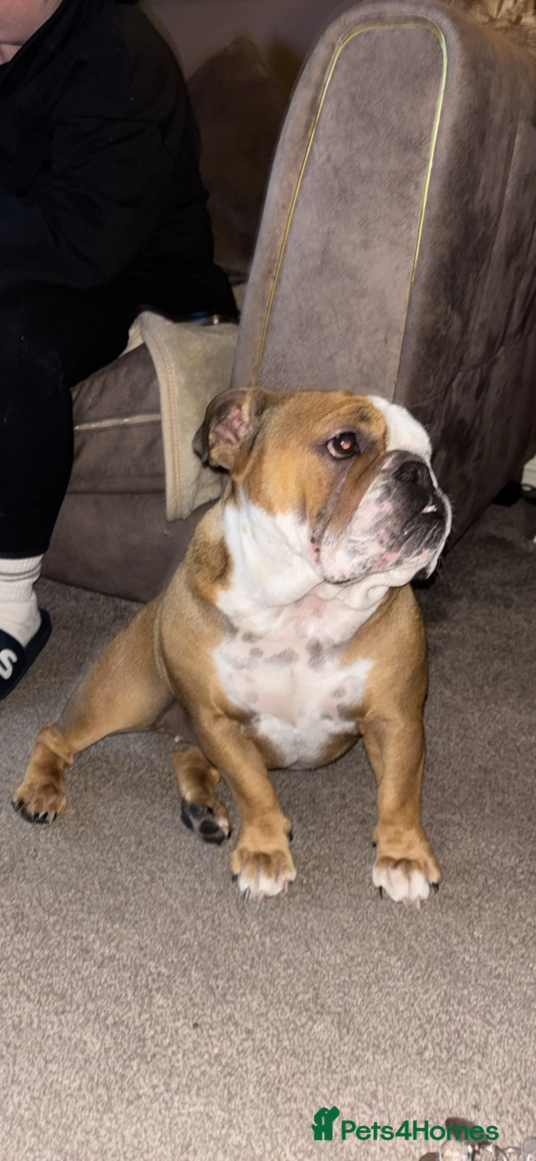 English Bulldog dogs for sale: Bulldog  - Advert 2