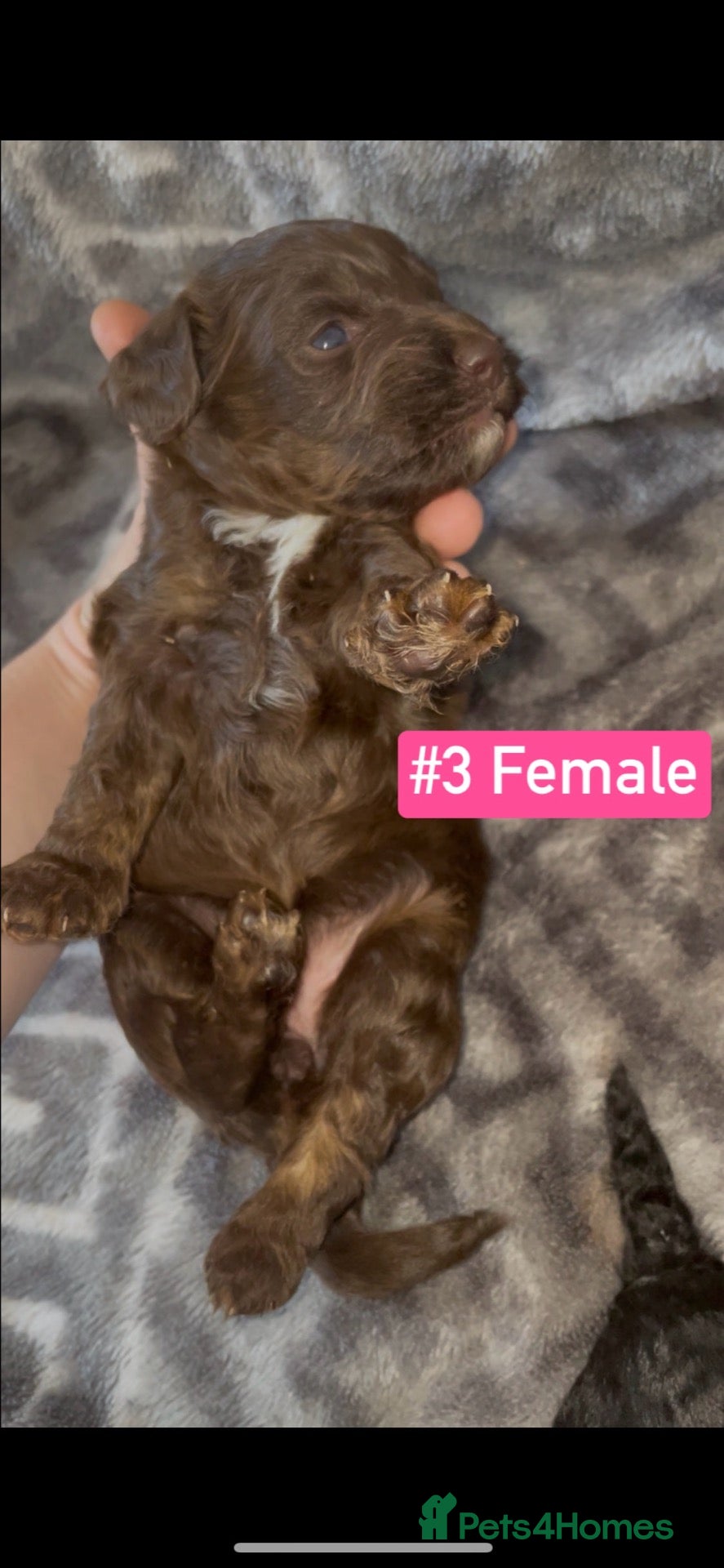 Cockapoo dogs F1B Cockapoo Puppies  - Advert 2