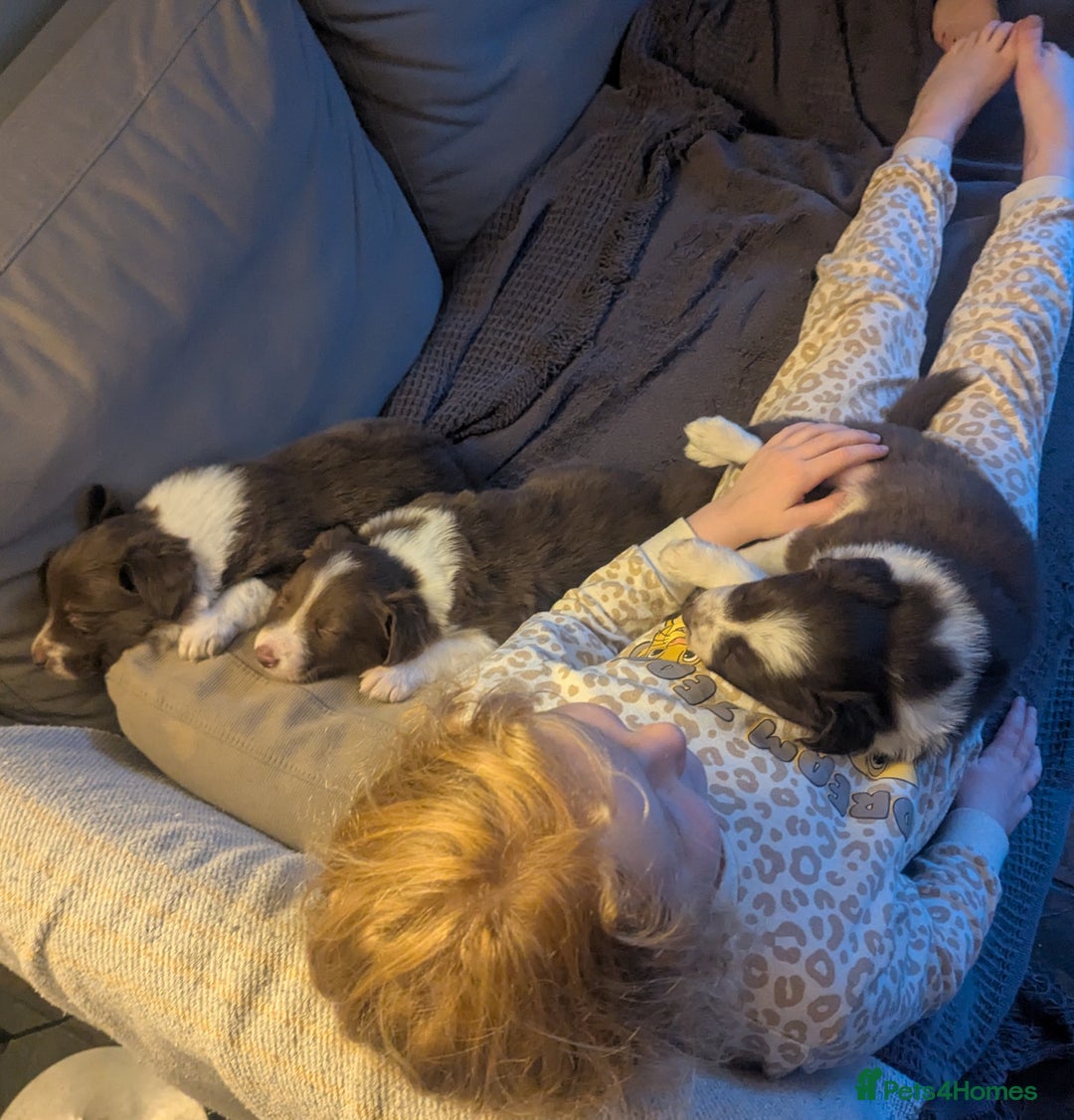Border Collie dogs for sale: Red and white border collie/Sheepdog Pups - Image 18
