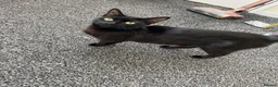 Mixed Breed cats for sale: Beautiful tortoiseshell kittens in Walsall - Advert 2