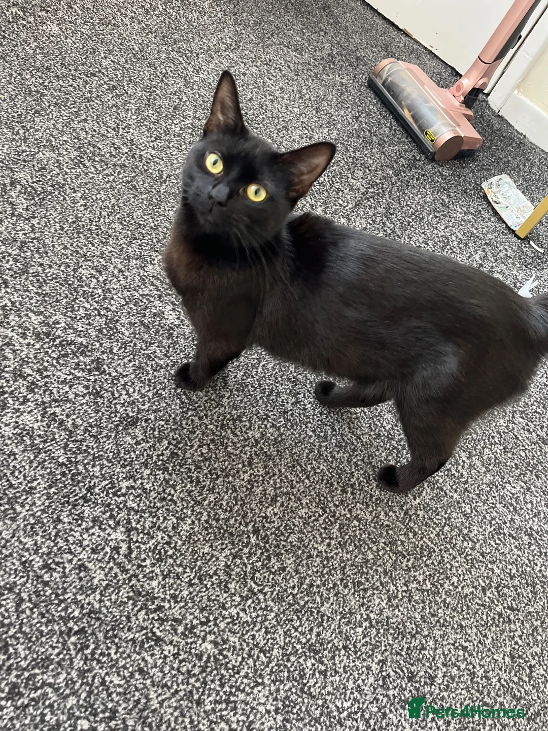 Mixed Breed cats for sale: Beautiful tortoiseshell kittens in Walsall - Advert 2