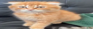 Scottish Fold