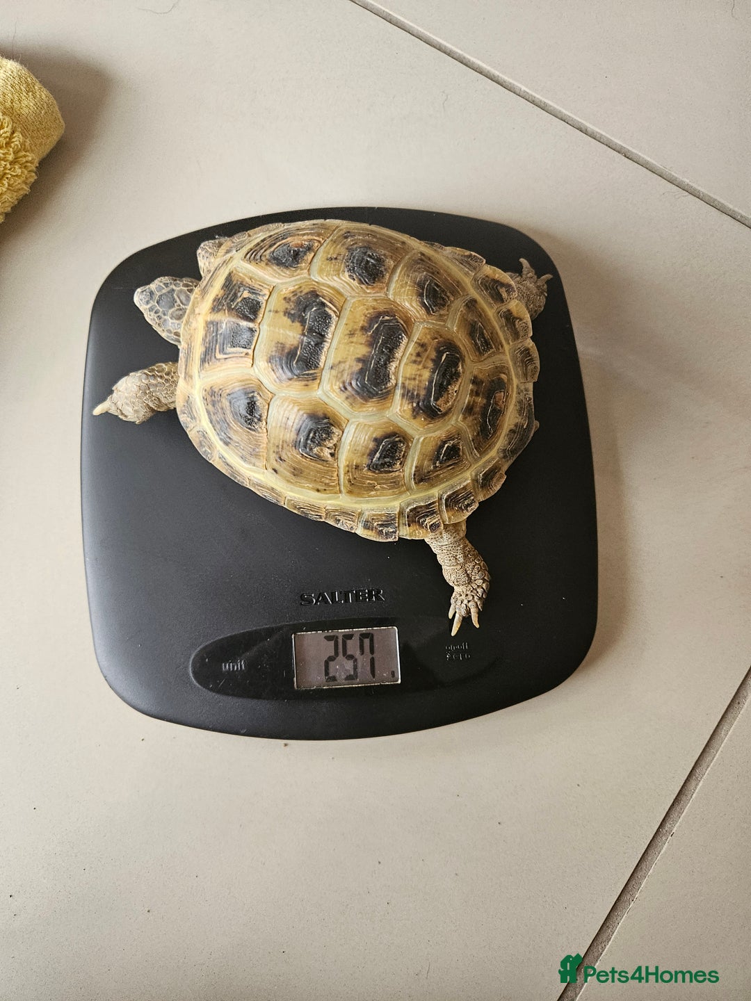 Tortoise reptiles for sale: Horsefeild tortoise and enclosure for Sale - Image 5