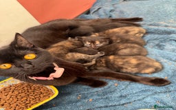 British Shorthair cats for sale: Dark Tortious Shel Kittens in Yeovil - Image 3