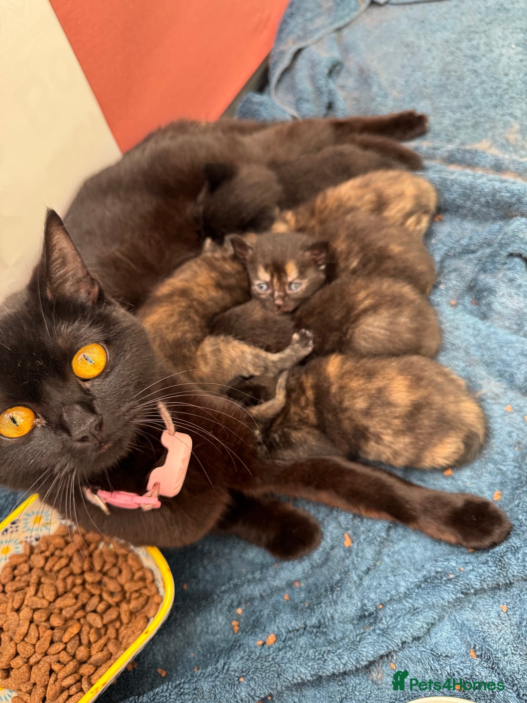 British Shorthair cats for sale: Dark Tortious Shel Kittens in Yeovil - Image 3