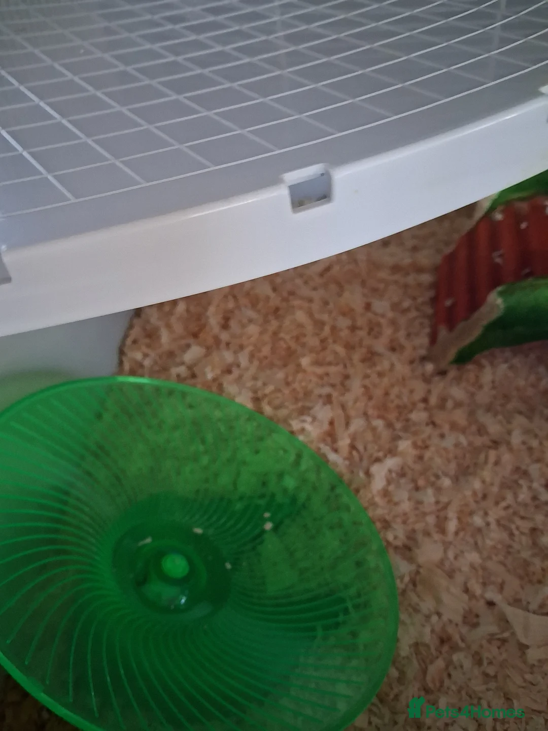 Hamster rodents for sale: Titch. Syrian Hamster. Cage, food and bedding too. - Advert 6