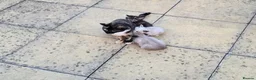 Domestic Shorthair cats for sale: Beautiful Litter of 8 Kittens –5 Females & 3 Males - Advert 2