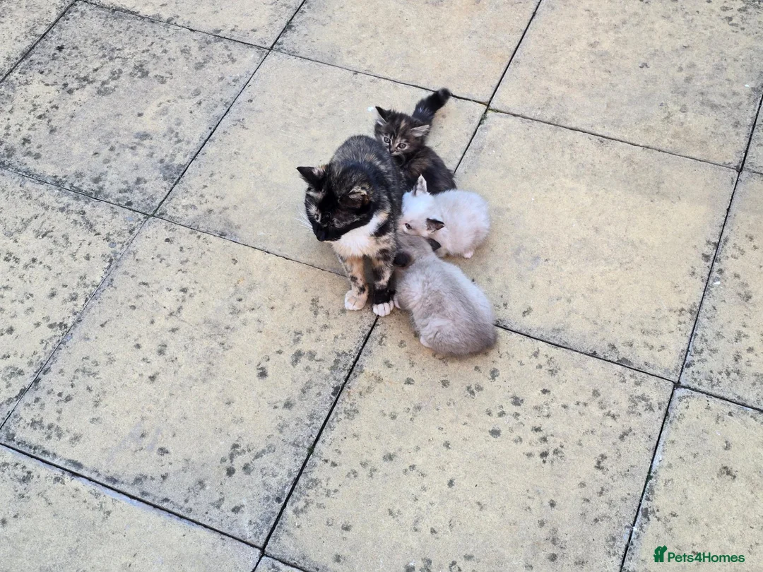 Domestic Shorthair cats for sale: Beautiful Litter of 8 Kittens –5 Females & 3 Males - Advert 2