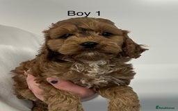 Cockapoo dogs for sale: Stunning Cockapoo Puppies - DNA tested parents - Image 5