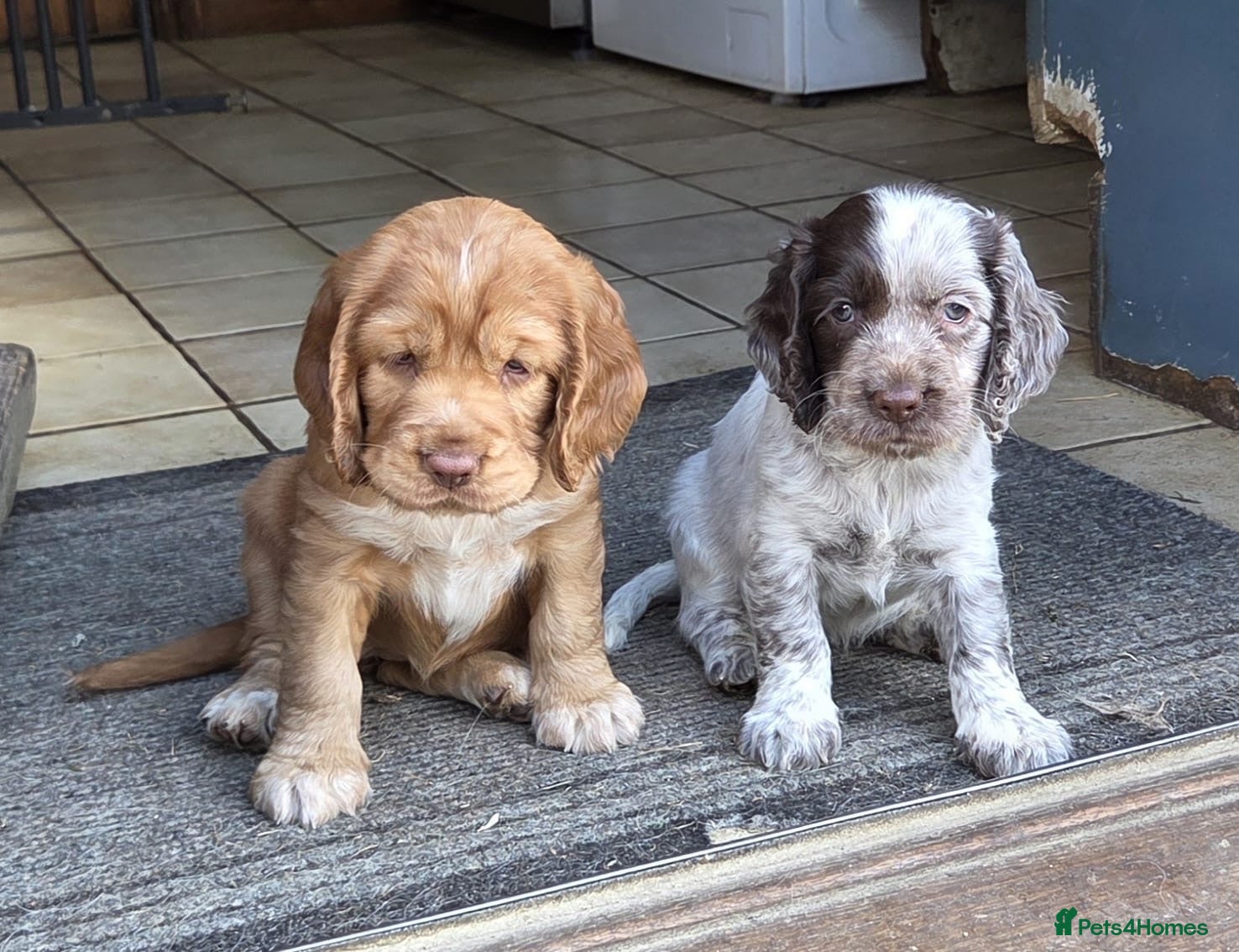 Mixed Breed dogs 2 female spaniel for sale - Advert 1