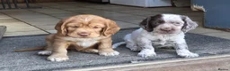 Mixed Breed dogs for sale: 2 female spaniel for sale in Horsham - Advert 1
