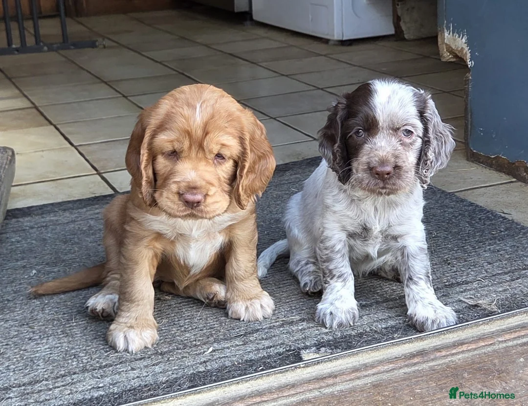 Mixed Breed dogs for sale: 2 female spaniel for sale in Horsham - Advert 1