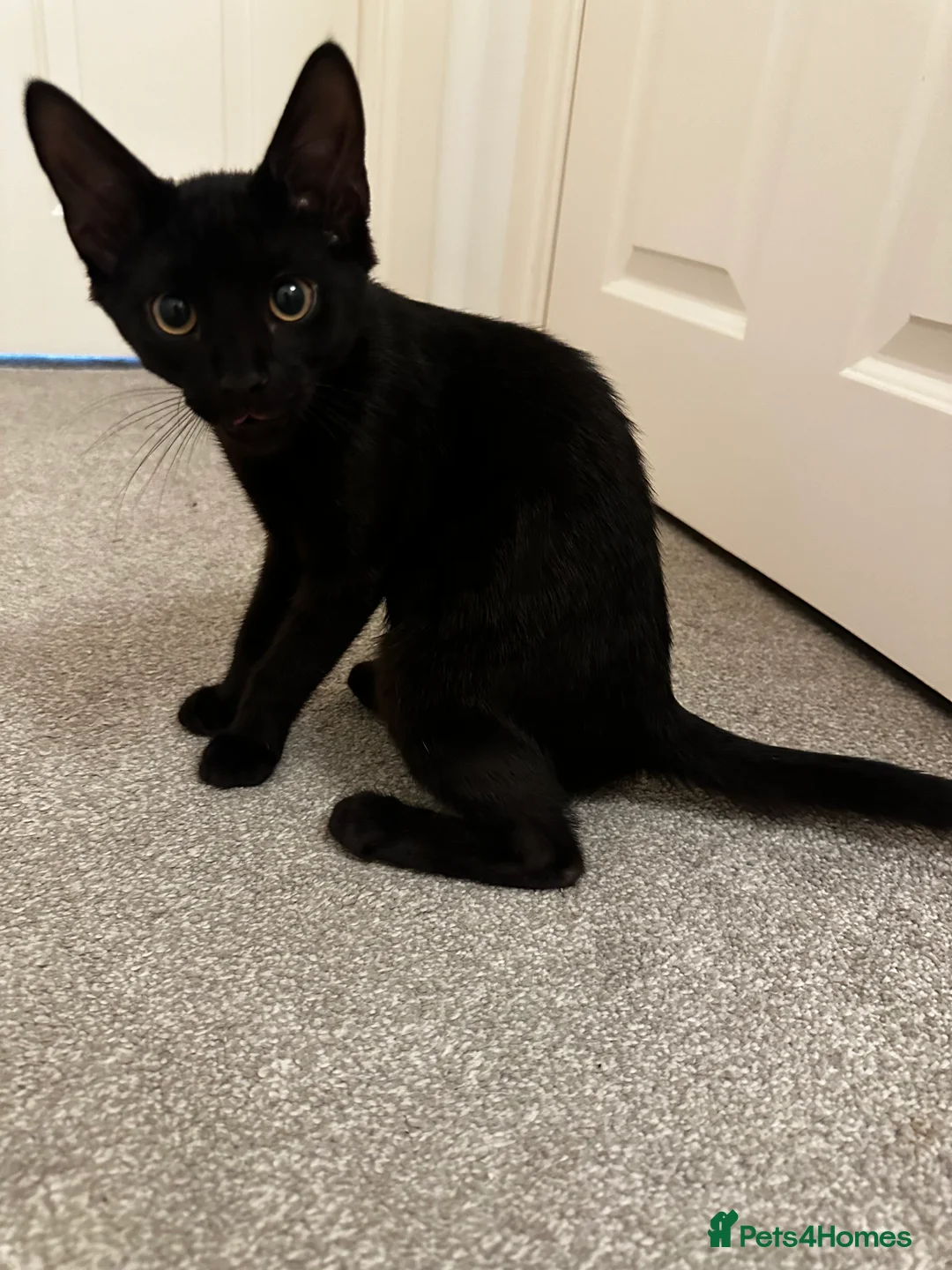 Mixed Breed cats for sale: Male black kitten very sociable  - Advert 2