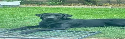 Labrador Retriever dogs for sale: Meet Milo - Advert 7