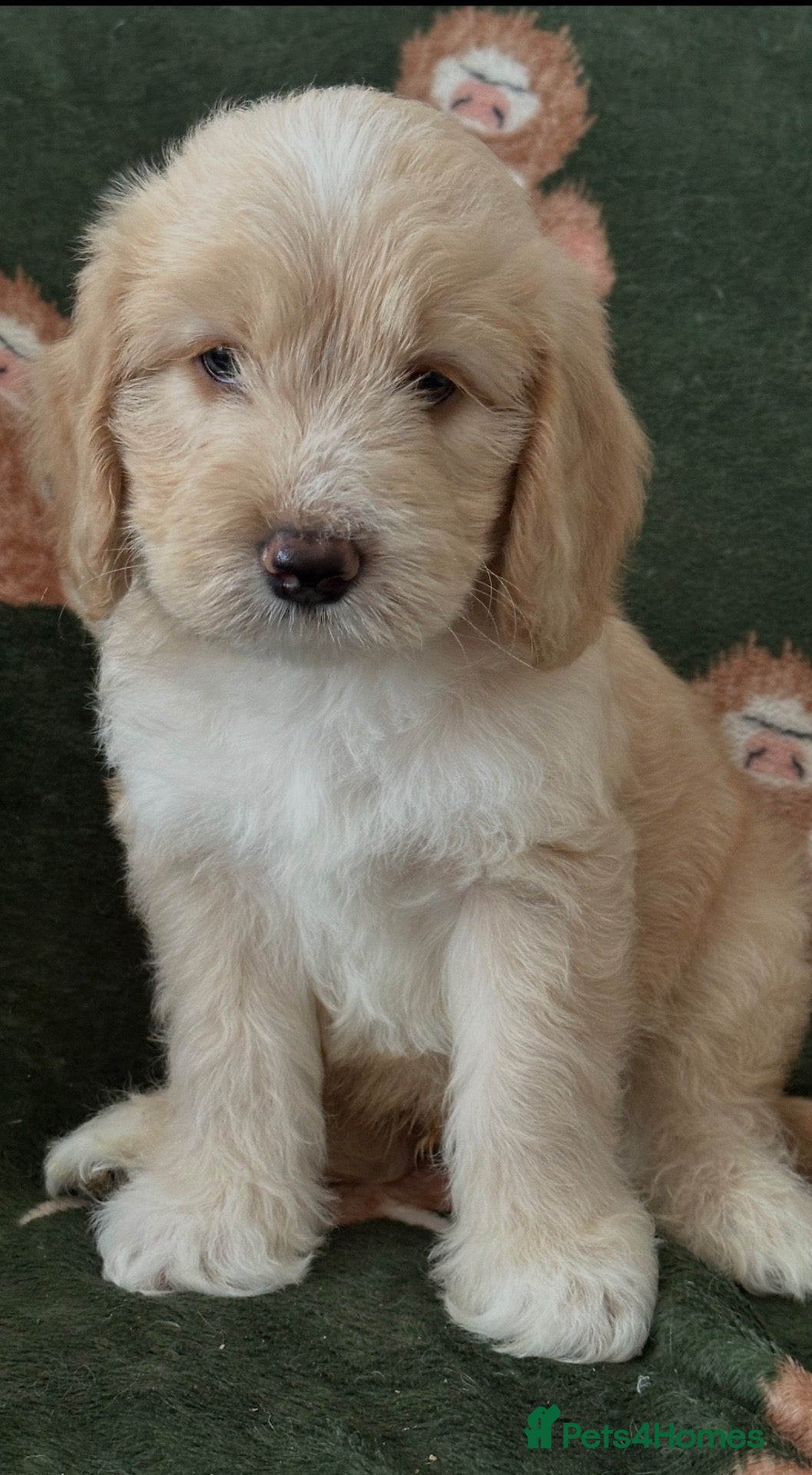 Sheepadoodle dogs Unique sheepadoodle /cockapoo hybrid  - Advert 2