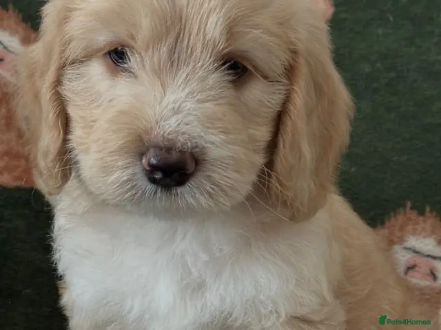 Sheepadoodle dogs Unique sheepadoodle /cockapoo hybrid - Advert 2
