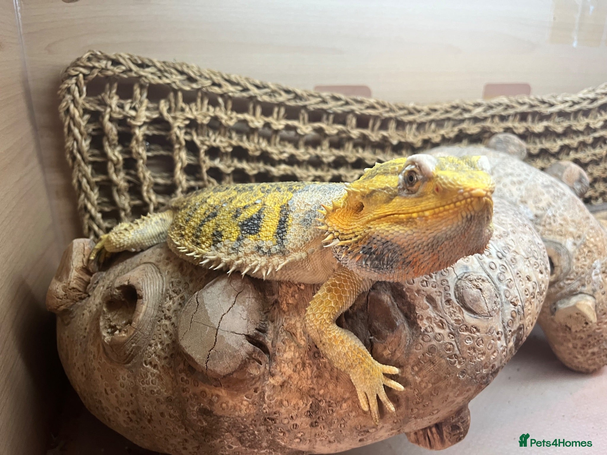 Bearded Dragon reptiles Bearded dragon with Viv and setup  - Advert 1