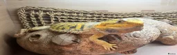 Bearded Dragon reptiles for sale: Bearded dragon with Viv and setup  - Advert 1
