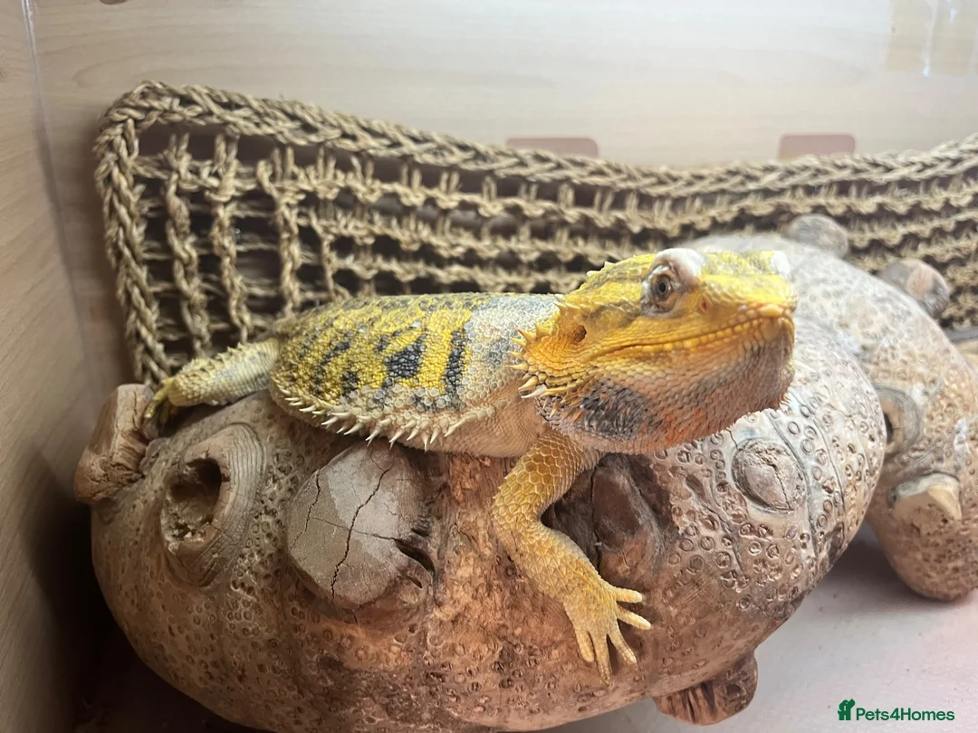 Bearded Dragon reptiles for sale: Bearded dragon with Viv and setup  - Advert 1