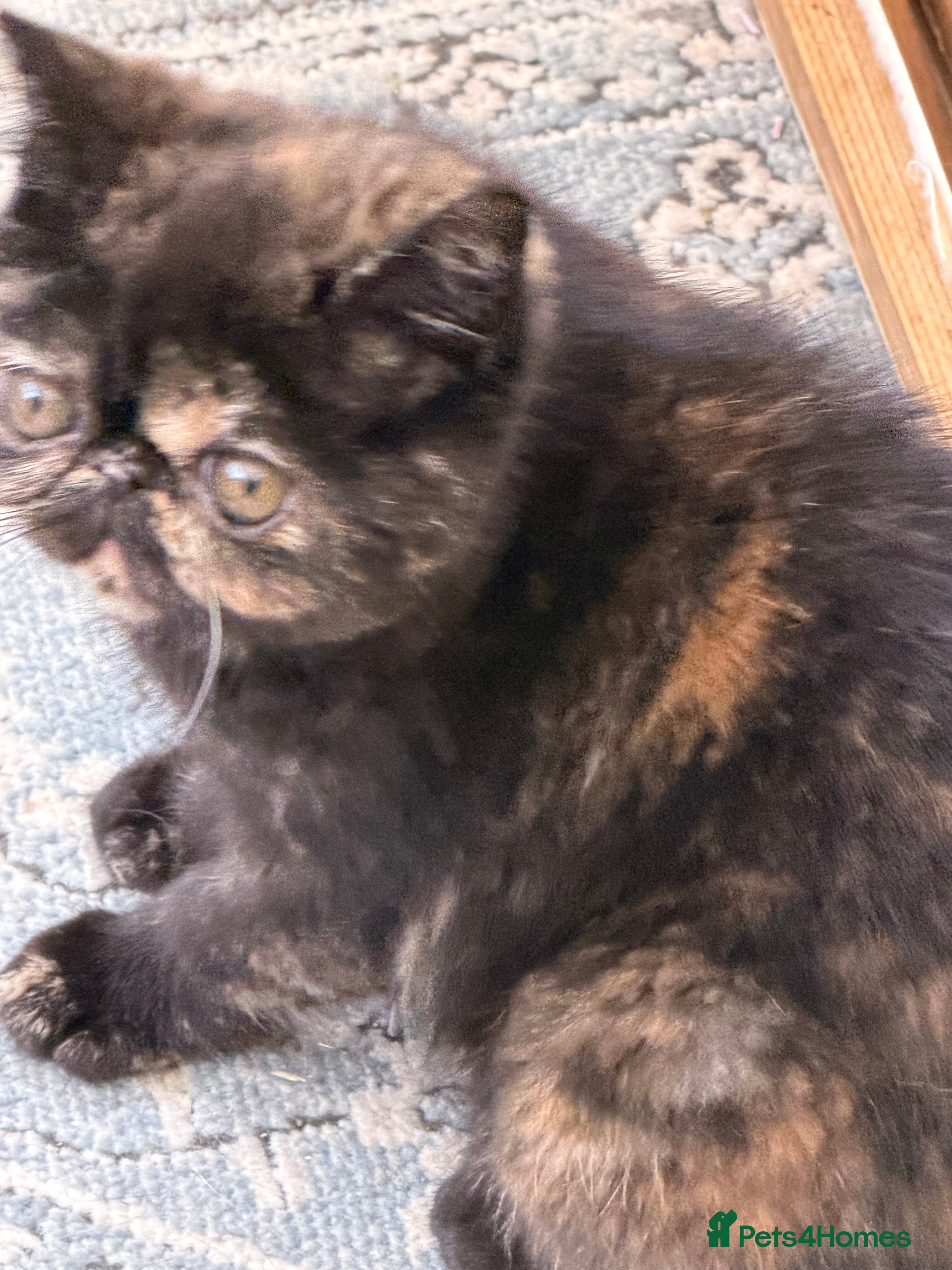 Exotic cats Cute GCCF registered tortie girl - Advert 17