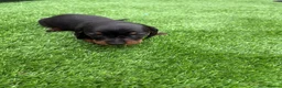 Miniature Dachshund dogs for sale: Dachshund  - Advert 9