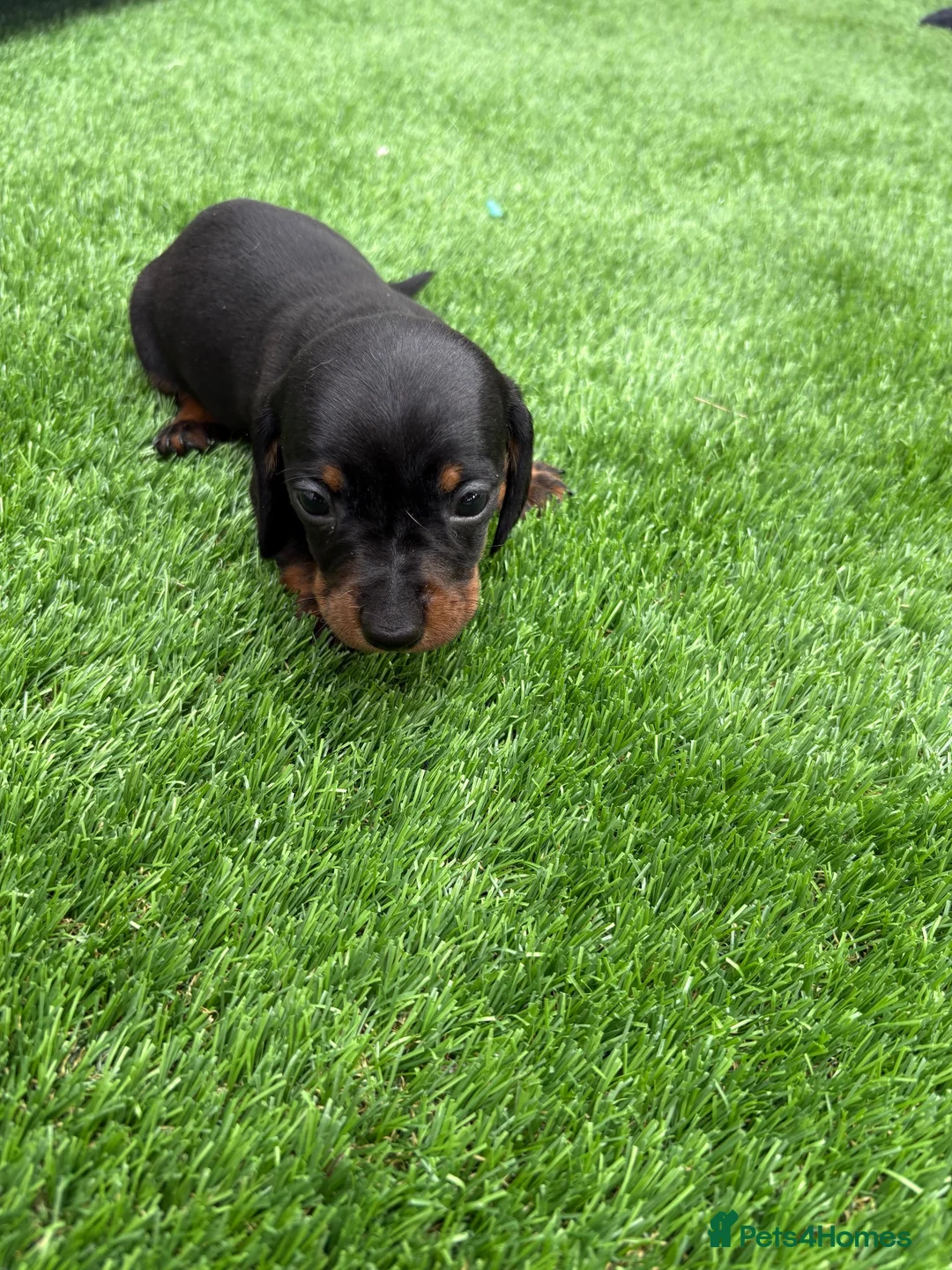 Miniature Dachshund dogs for sale: Dachshund  - Advert 9