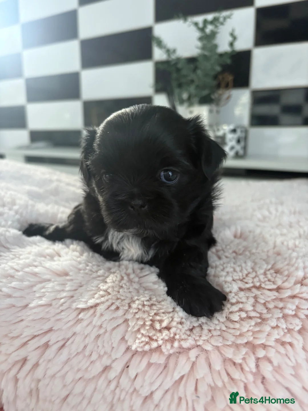 Shih Tzu dogs for sale: Imperial Shihtzu puppies, chocolate non fading  - Advert 2