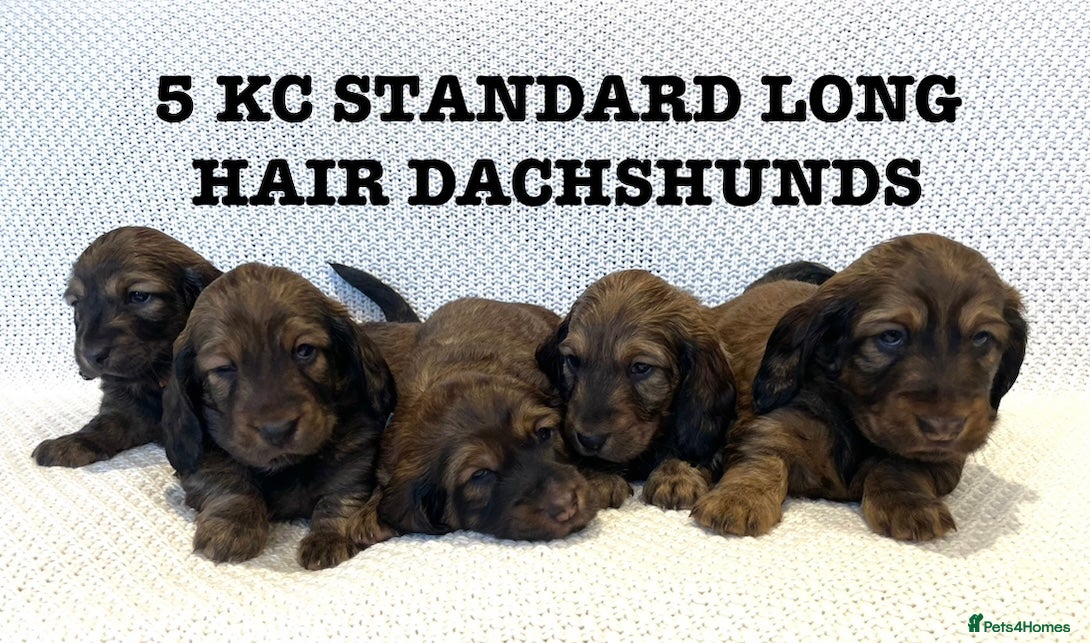 Dachshund dogs 5 KC Standard Long Hair Dachshunds - Advert 14