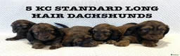Dachshund dogs for sale: 5 KC Standard Long Hair Dachshunds - Advert 1