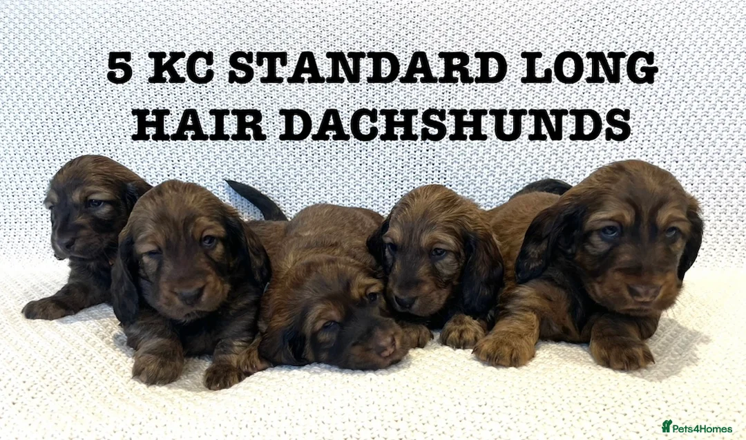 Dachshund dogs for sale: 5 KC Standard Long Hair Dachshunds - Advert 1
