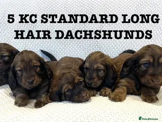 Dachshund dogs 5 KC Standard Long Hair Dachshunds - Advert 3