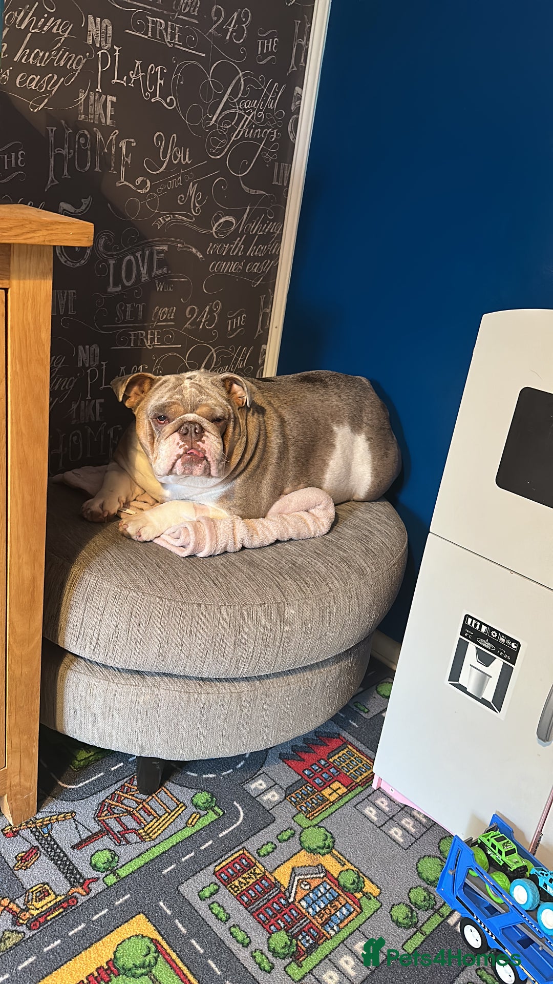 English Bulldog dogs for sale: Bella Baby - Image 11