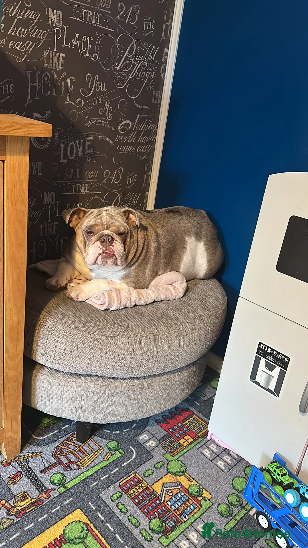 English Bulldog dogs for sale: Bella Baby - Advert 11