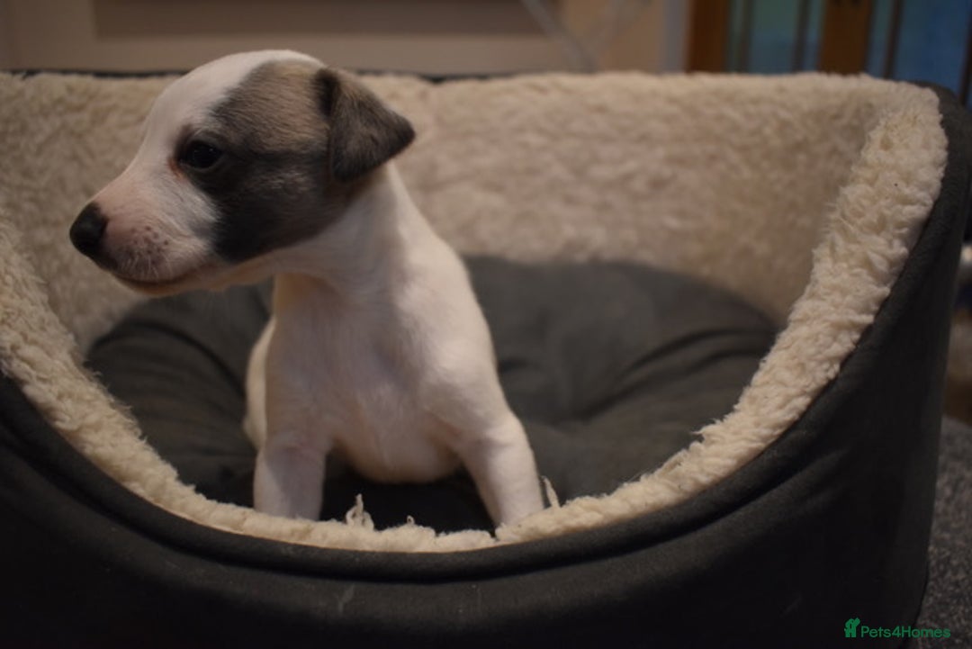 Whippet dogs for sale: Beautiful Pedigree Whippet Puppies - Advert 17