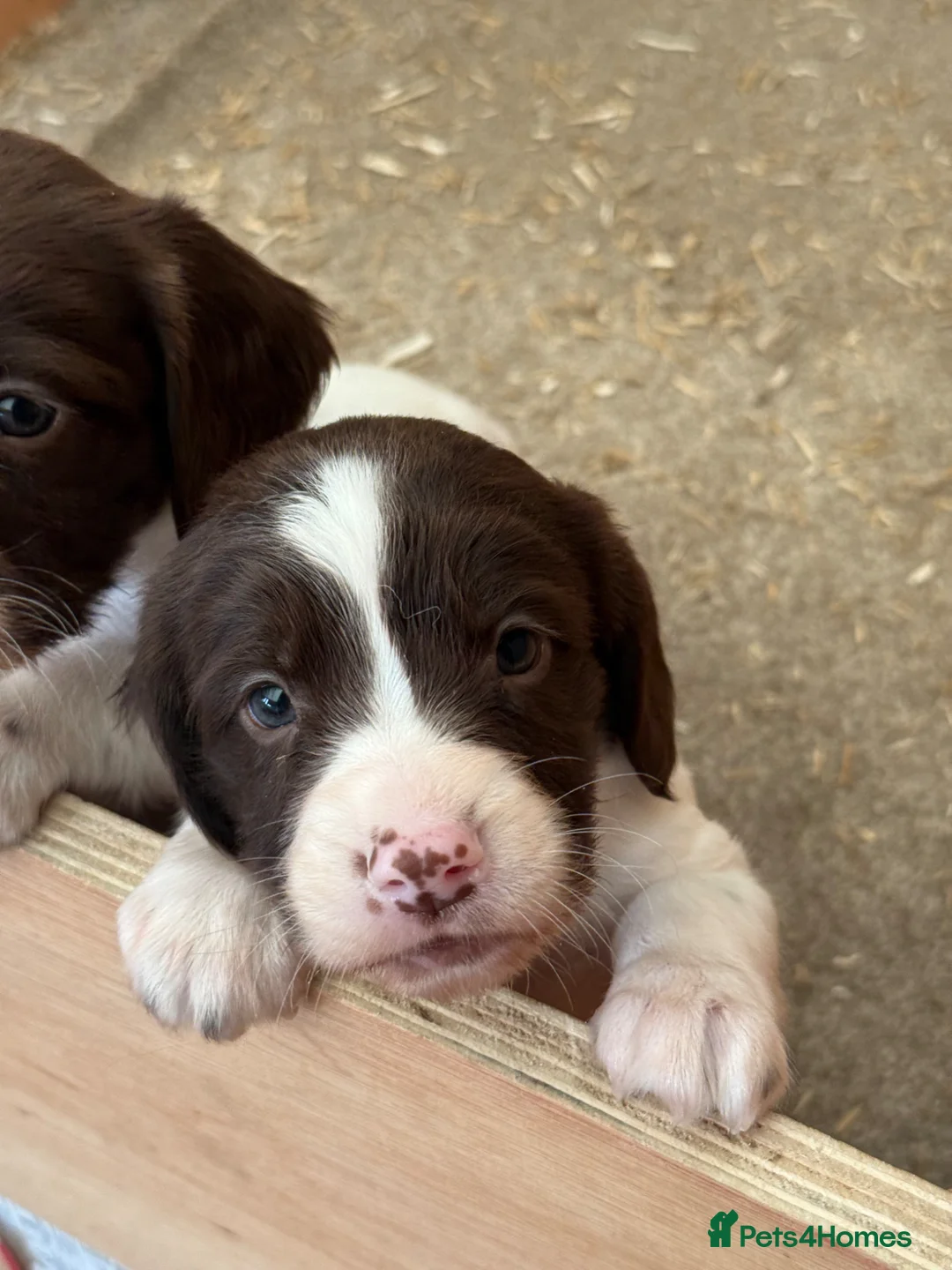English Springer Spaniel dogs for sale: KC Registered English Springer Spaniel Bitch - Advert 2