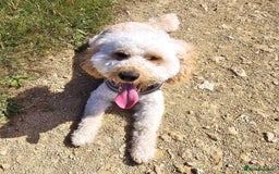 Cockapoo dogs for sale: Male Cockerpoo 2 year old - Image 3