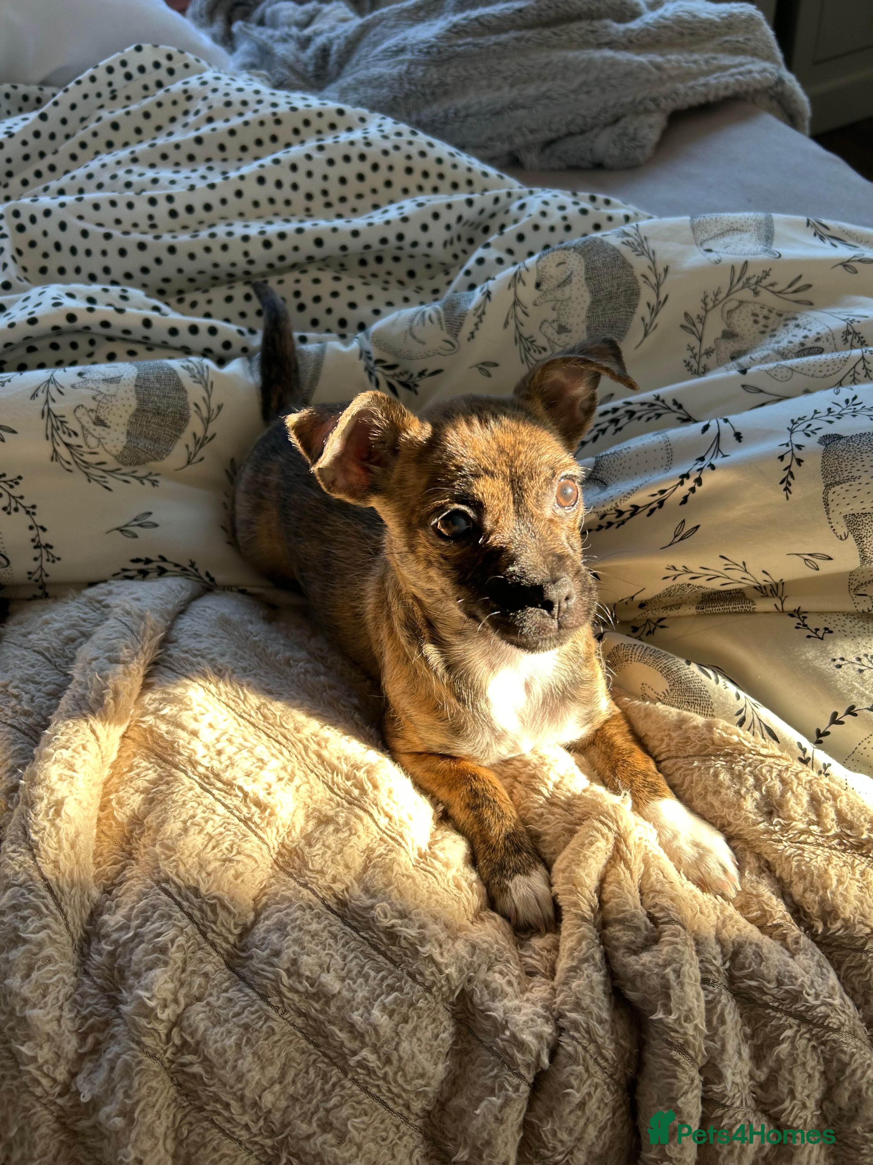 Mixed Breed dogs 4 month old Mini puppy - Advert 1